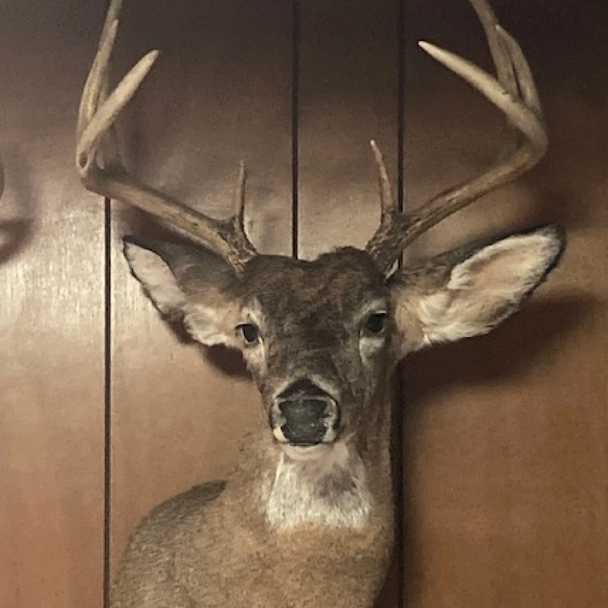 Deer Head Mount