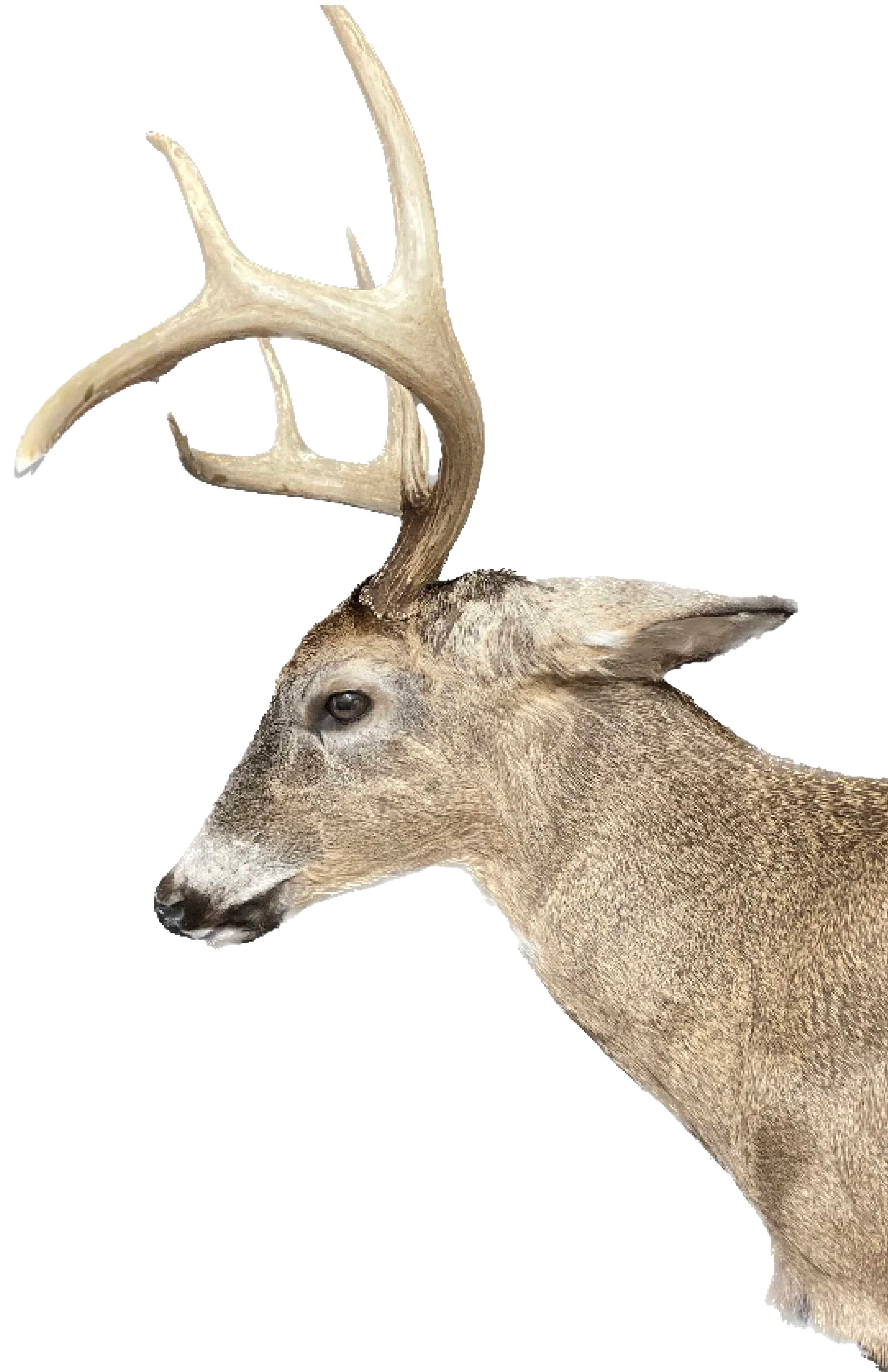 Side Profile of Mounted Deer Head