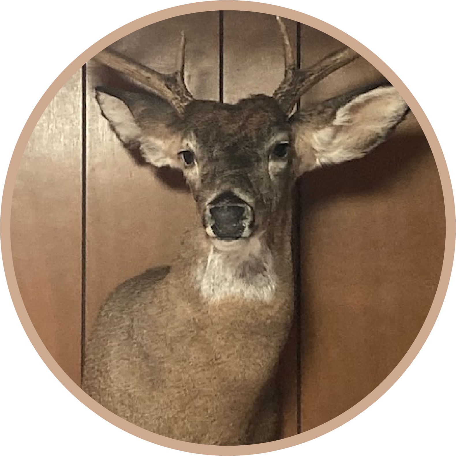 Deer Head Mounted
